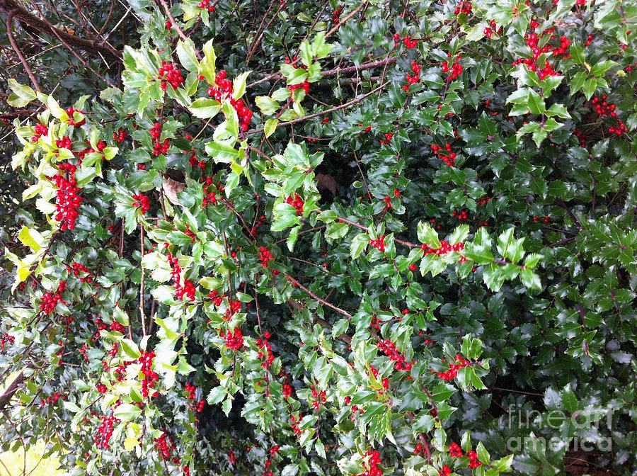 Holly Berries Photograph by Barbara A Griffin