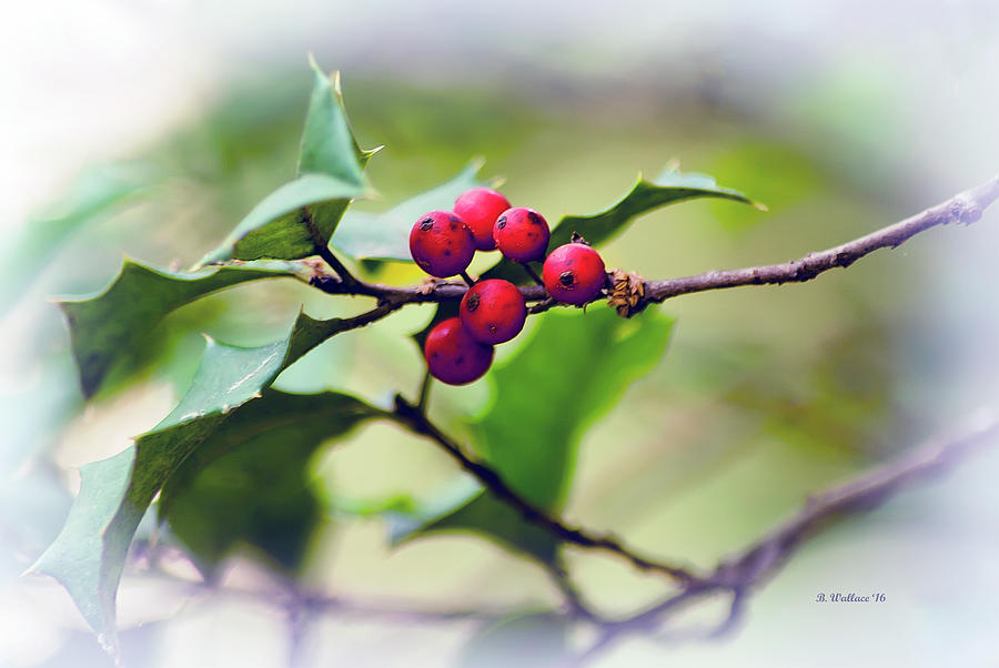 Holly Berries Photograph by Brian Wallace