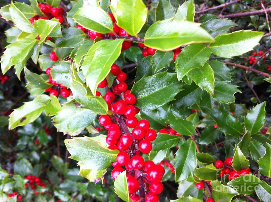 Holly Berries Closeup Photograph by Barbara A Griffin