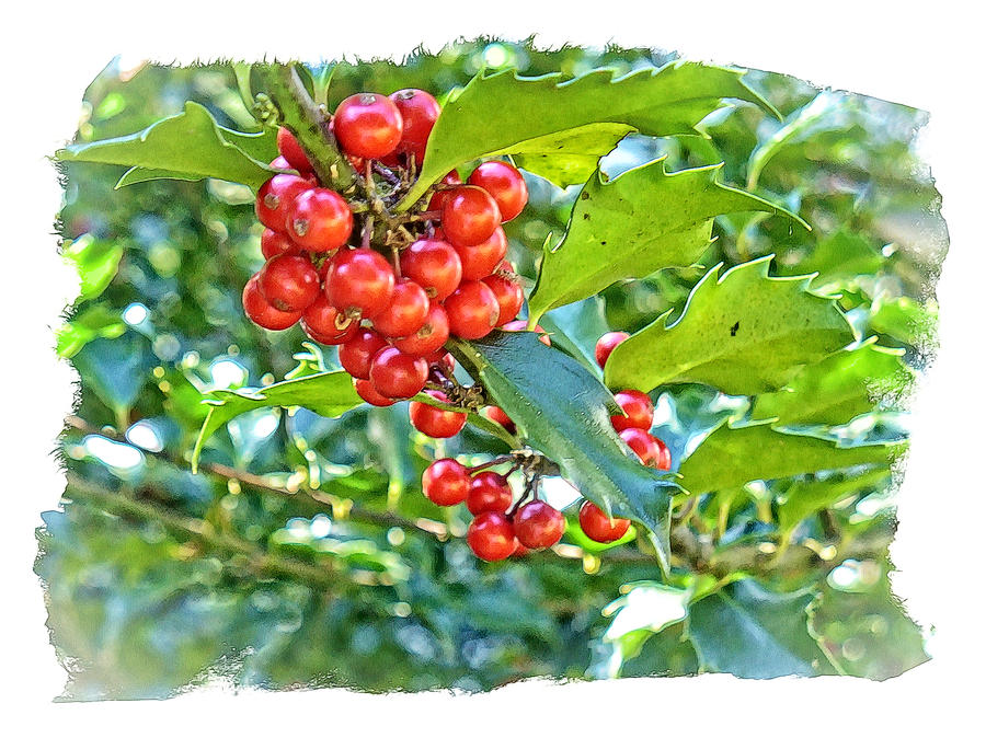 Holly Berries Photograph by Constantine Gregory