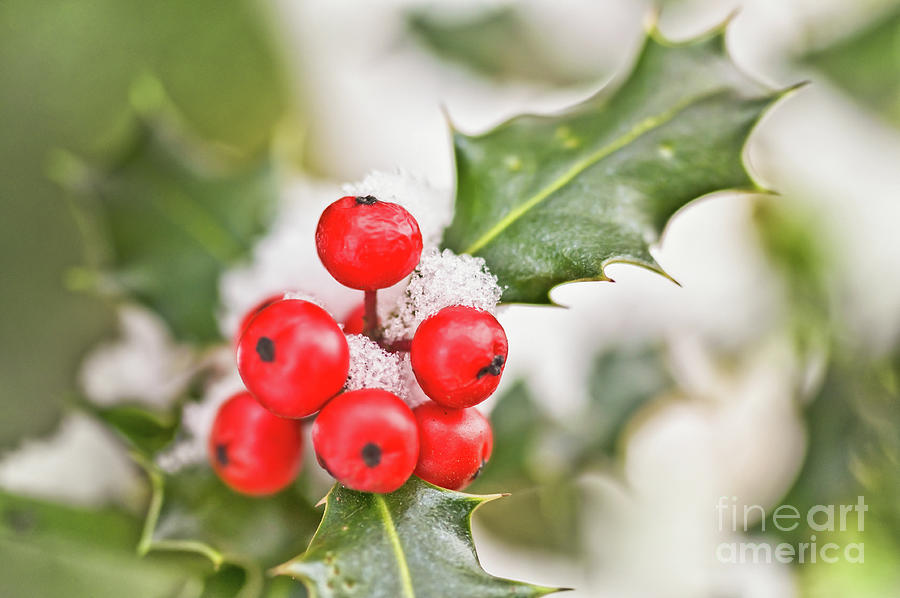 Christmas Photograph - Holly berries covered with snow by Delphimages Photo Creations