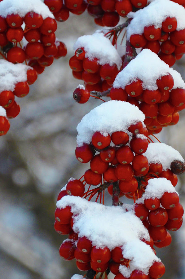 Holly Berries in the Snow Photograph by Bill Cannon