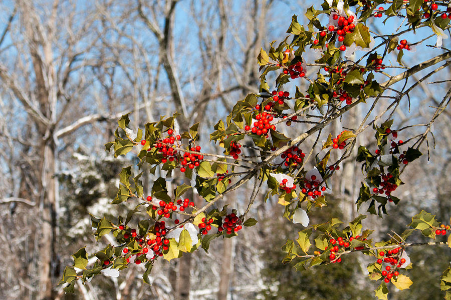 Holly Berries In The Snow II Photograph by Kristia Adams