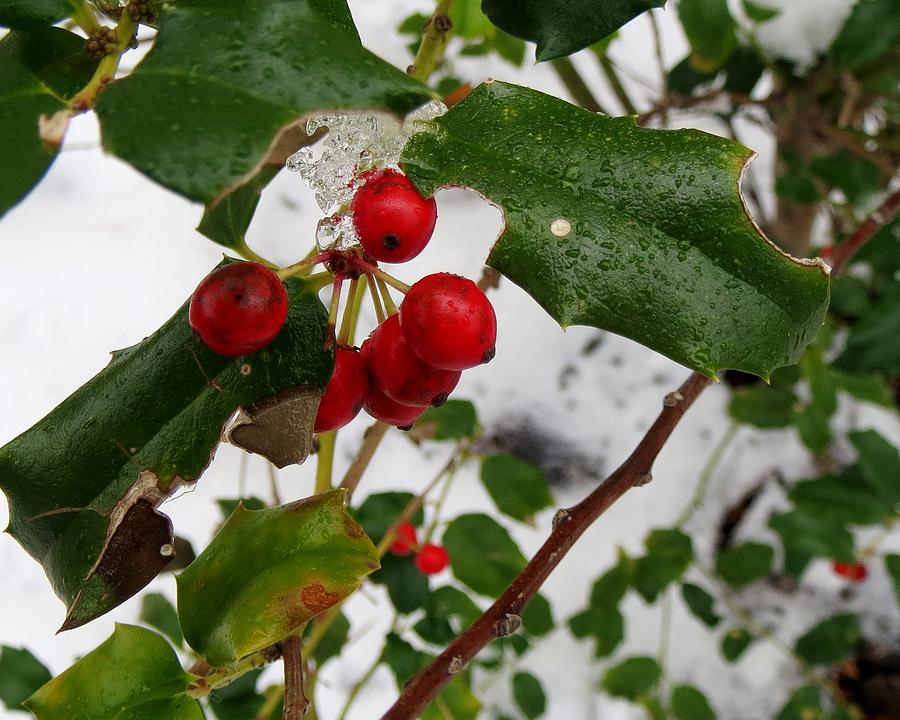 Holly Berries in the Snow Photograph by Paula Anderson