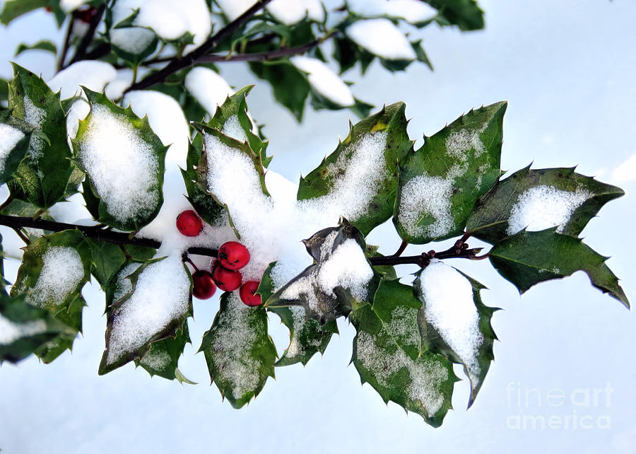 Holly Berries Photograph by Janice Drew