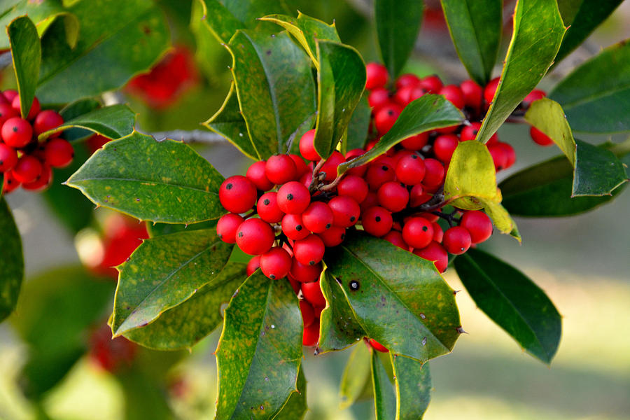 Holly Berries Photograph