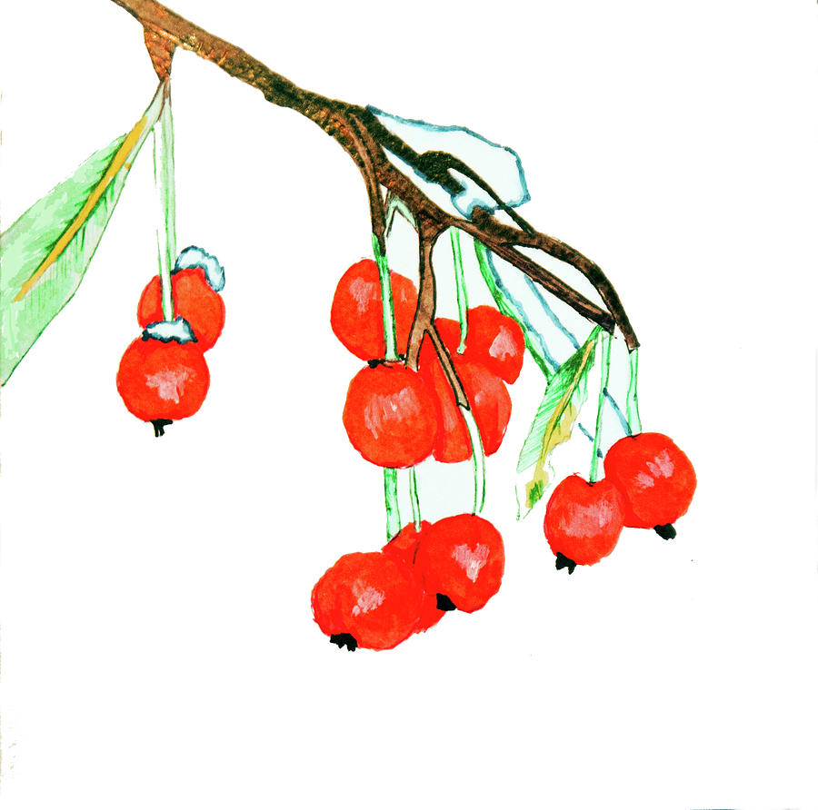 Holly Berries Painting By Michael Amos Fine Art America   Holly Berries Michael Amos 