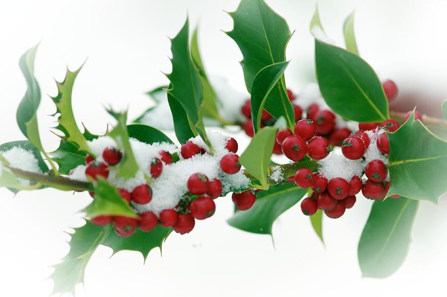 Holly Berries with Snow Photograph by Sharon Talson