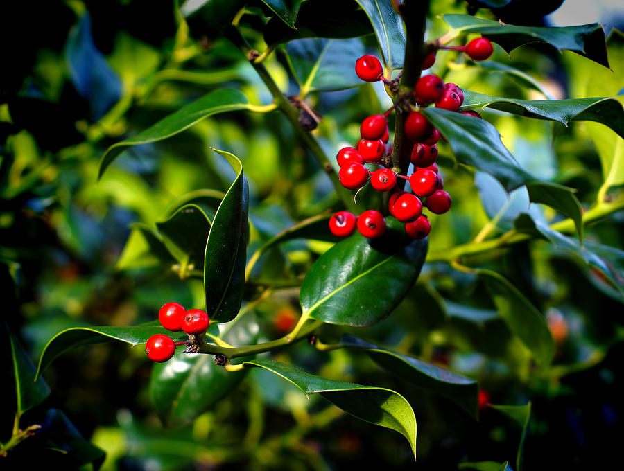 Holly Berries Photograph by Wayne Enslow