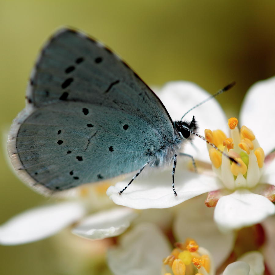 Holly Blue Butterfly Photograph by Ian Sanders