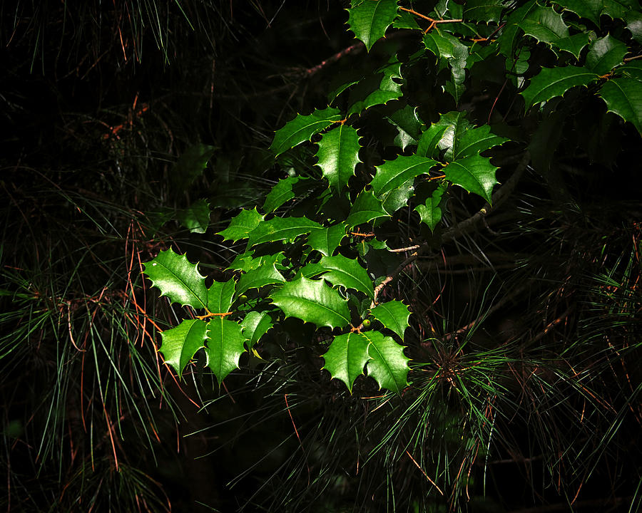 Holly Branch Among the Pines Photograph by Bill Swartwout