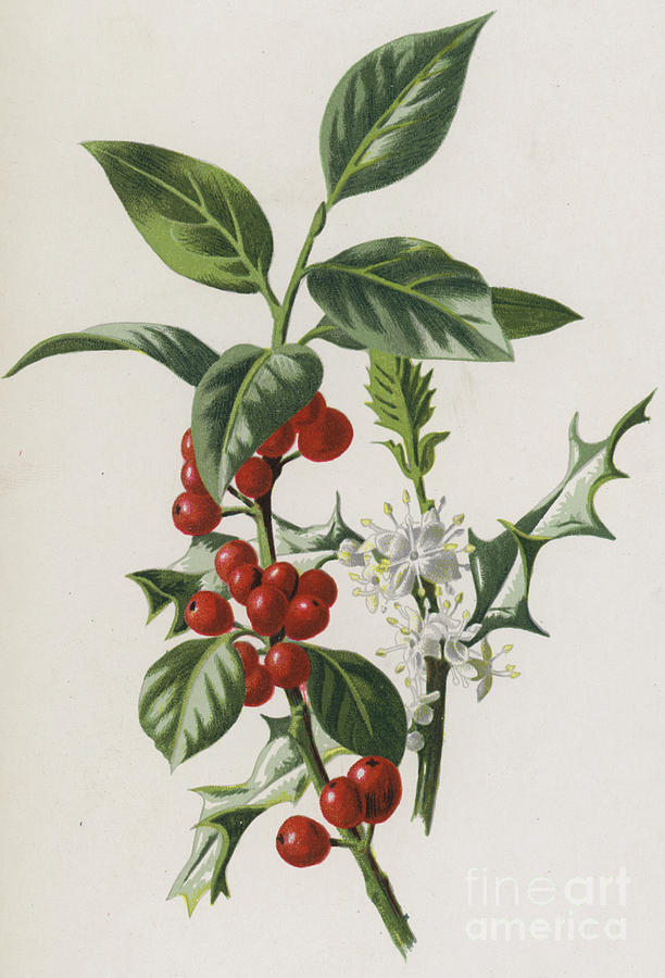 Holly Painting by Frederick Edward Hulme