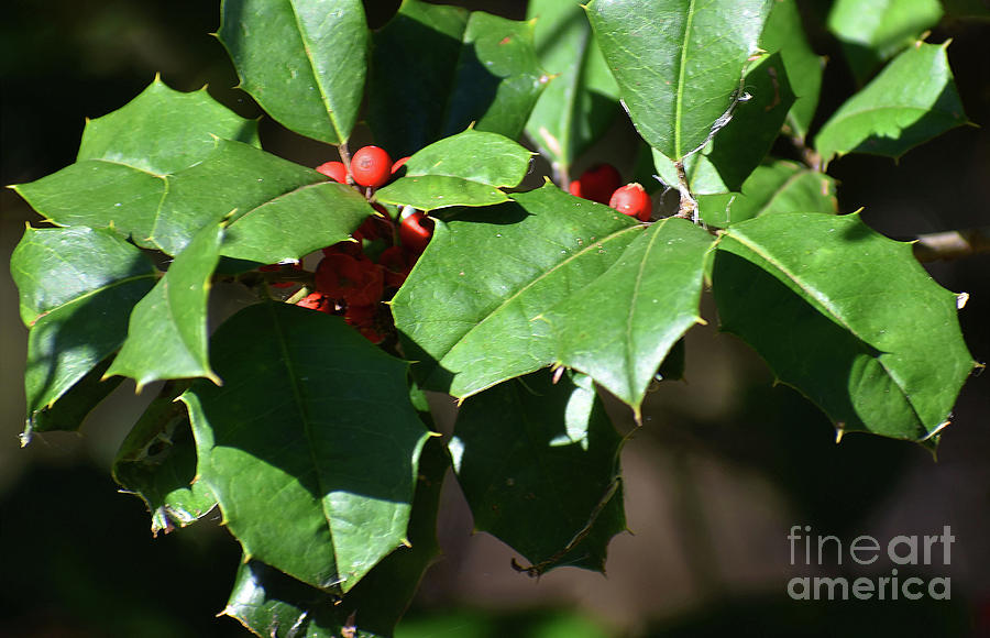 Flower Photograph - Holly, Holly by Skip Willits