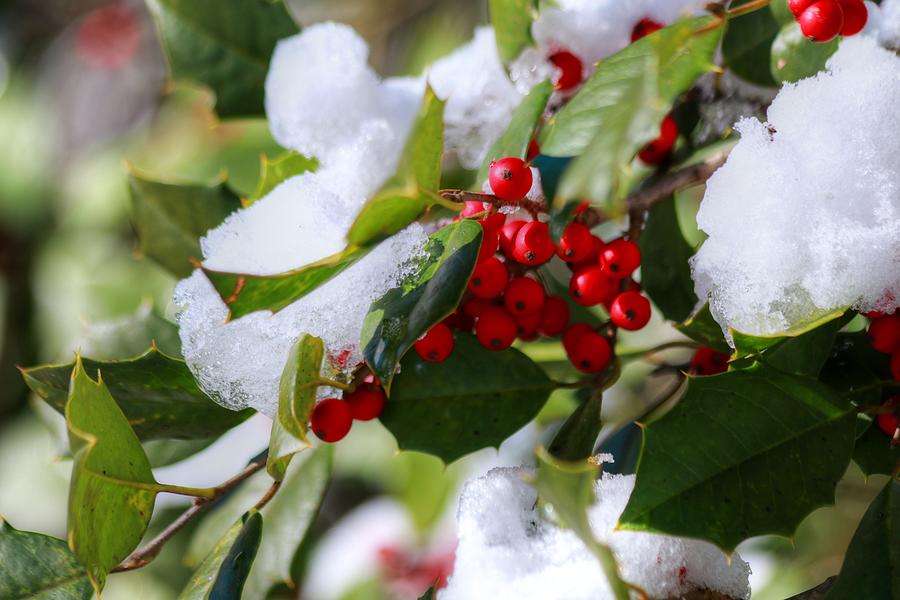 Holly in Snow Photograph by Carol Montoya - Fine Art America