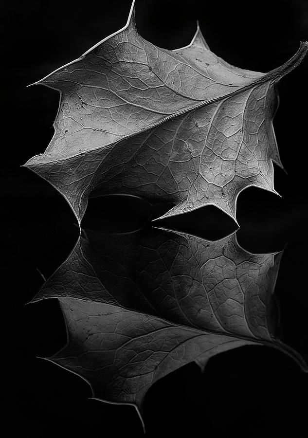 Holly Leaf Photograph by Morgan Wright