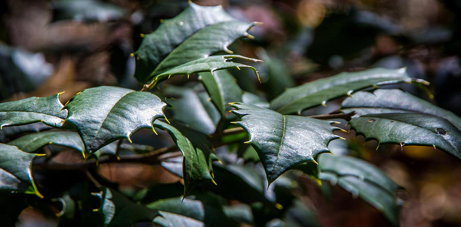Holly Leaves Photograph