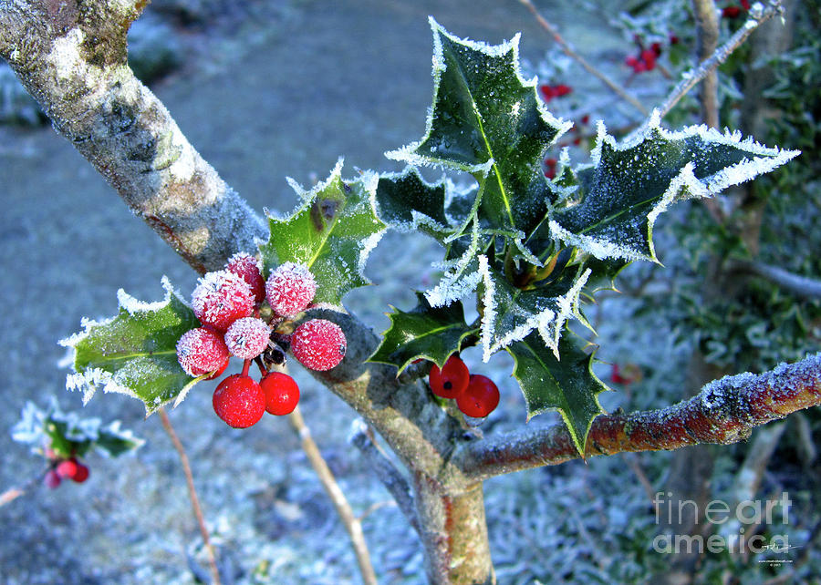 Holly Photograph - Holly Tinged With Frost by Katrina Perekrestenko Holly Photograph - Holly Tinged With Frost by Katrina Perekrestenko