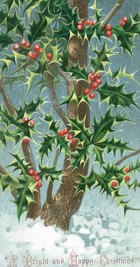 Holly tree