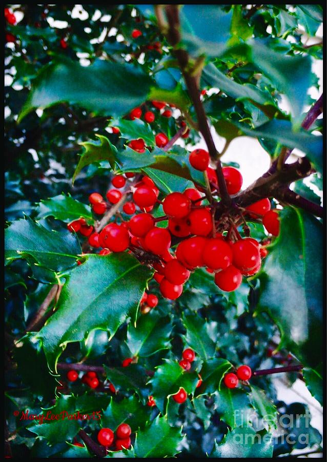 Hollyberries  Photograph by MaryLee Parker