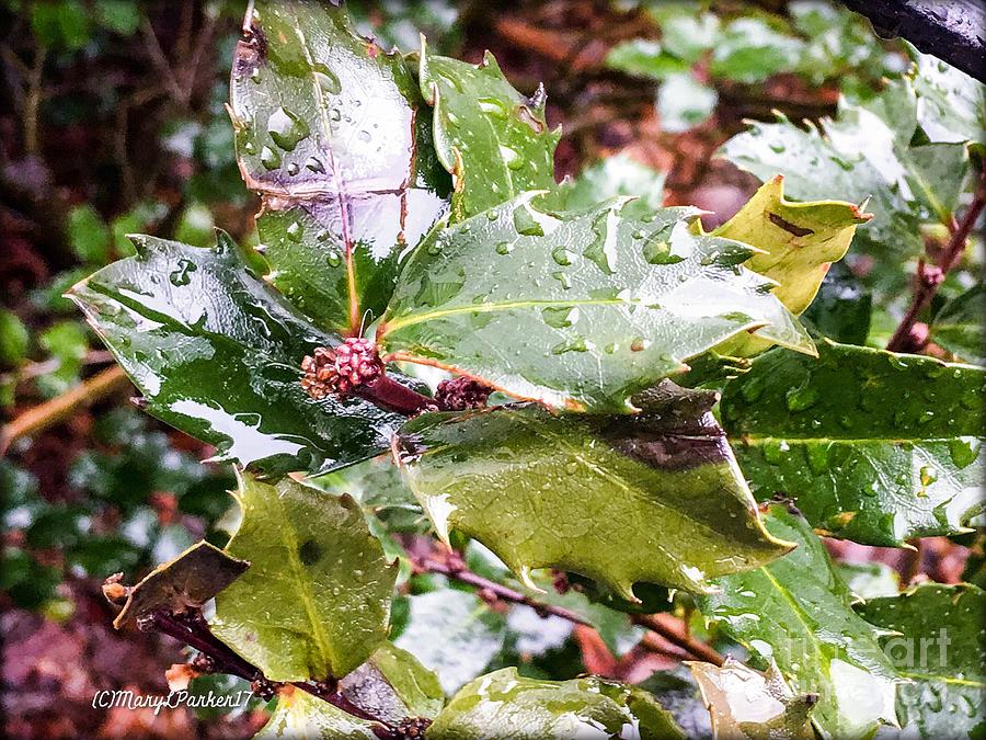 Hollyberry Bush In The Rain Photograph by MaryLee Parker