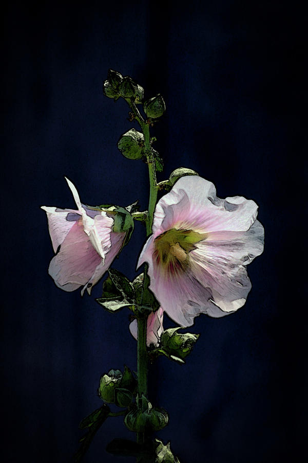 Hollyhock Against the Blue Digital Painting 1358 DP_2 Photograph by Steven Ward