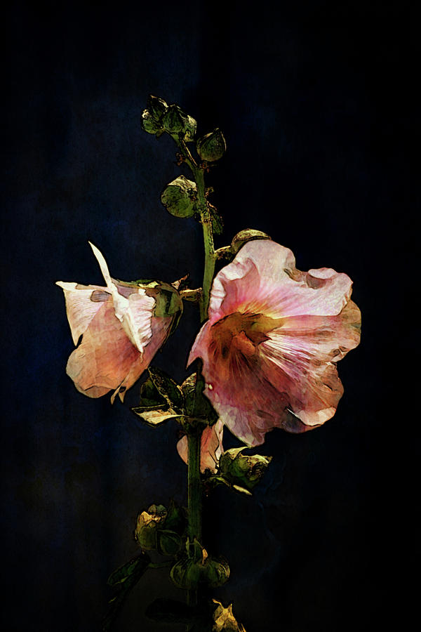 Hollyhock Against the Blue Digital Painting Warm Version 1358 DP_3 Photograph by Steven Ward