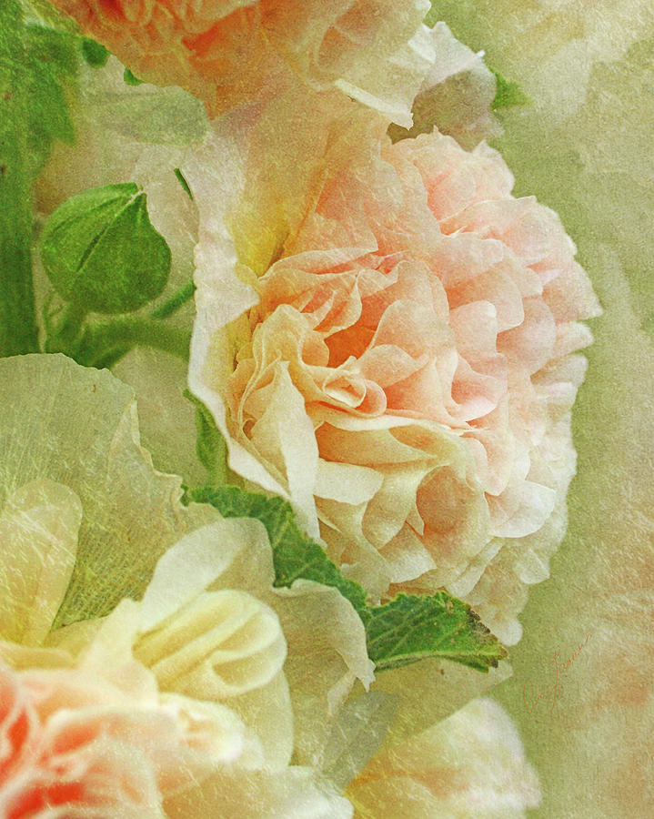 Hollyhock by Ann Lauwers Hollyhock by Ann Lauwers