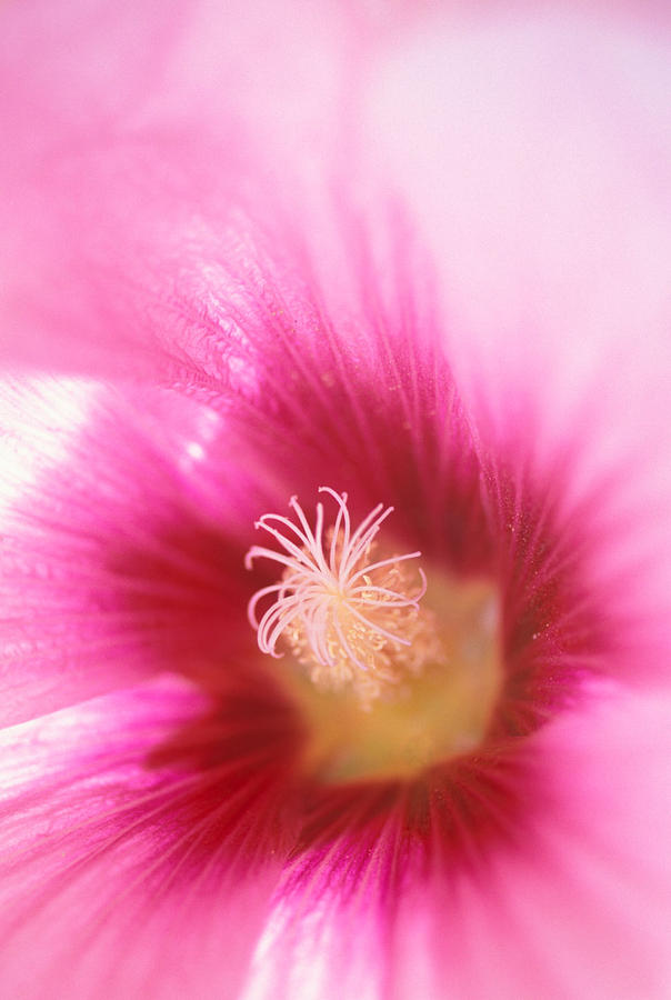 Flower Photograph - Hollyhock Closeup by Kathy Yates