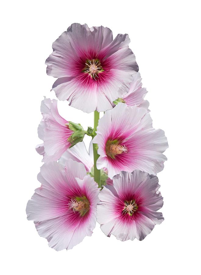 Hollyhock Flower Stem Digital Art by Roy Pedersen