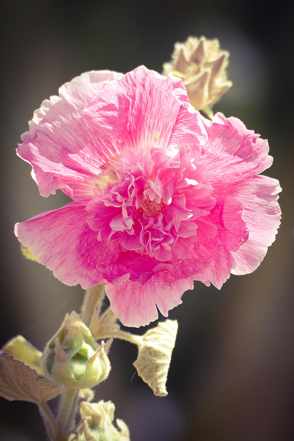 Hollyhock in Pink Photograph by Laurel Powell