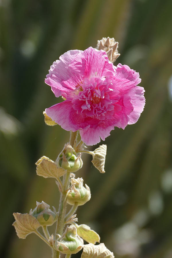 Hollyhock Photograph by Laurel Powell