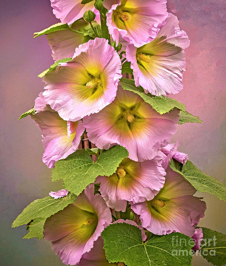 Hollyhock Photograph by Nick Eagles