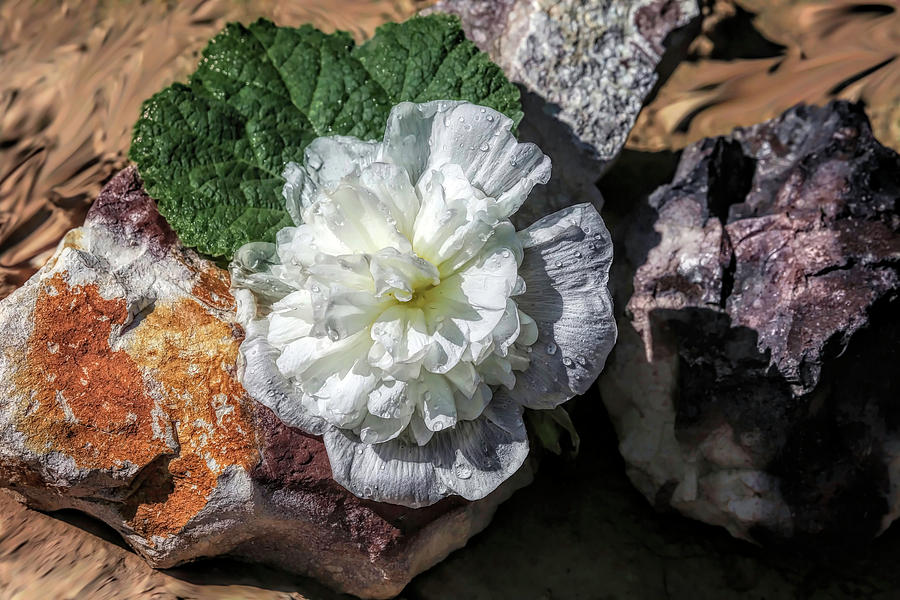 Hollyhock on the Rocks Photograph by Donna Kennedy