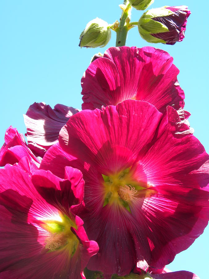 Hollyhock by Peggy McDonald Hollyhock by Peggy McDonald
