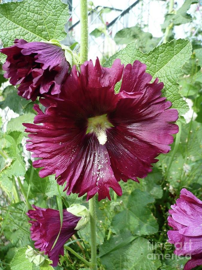 Hollyhock Photograph by REA Gallery