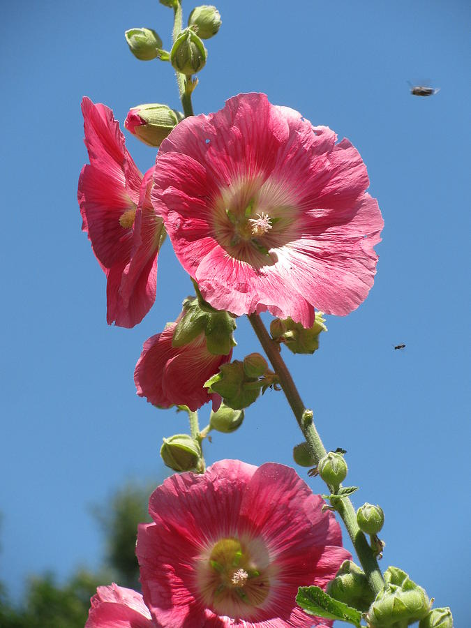 Hollyhock With Bee Photograph by Alfred Ng