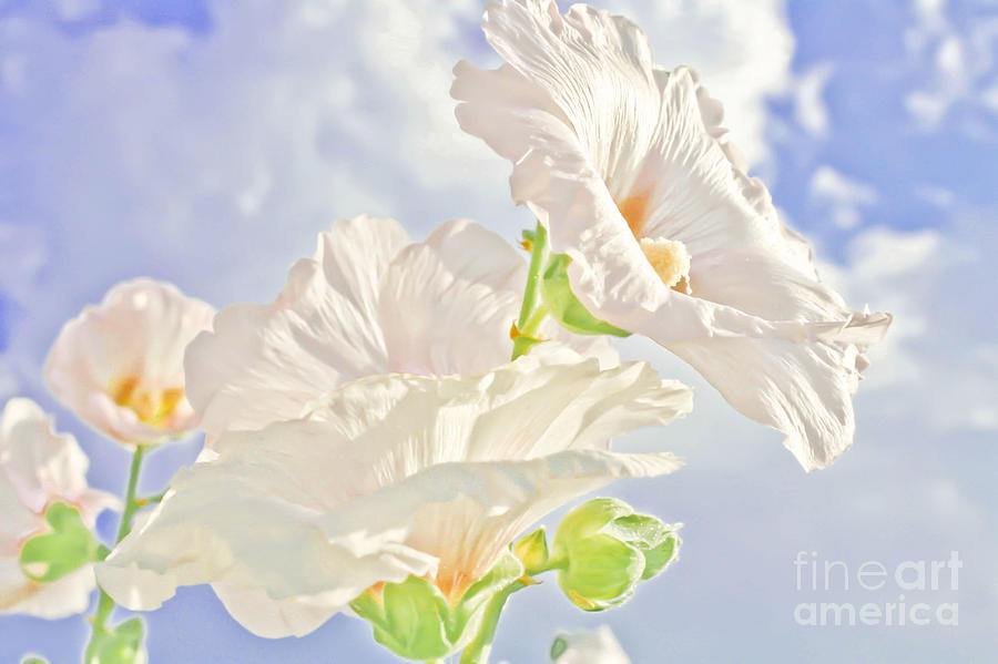Flower Photograph - Hollyhocks And Sky by Barbara Dean