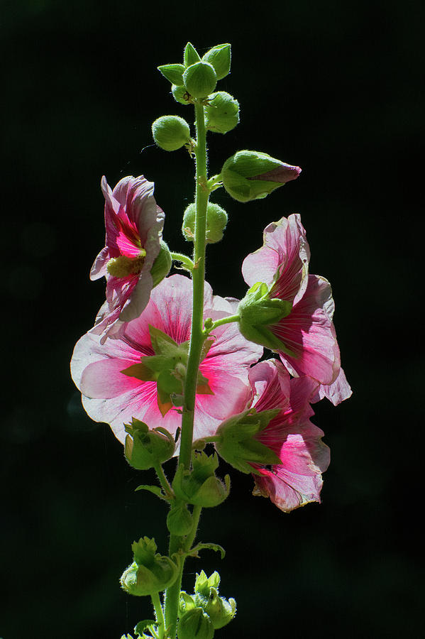 Hollyhocks, Highline Canal Trail, Denver, Colorado Photograph by Jeff