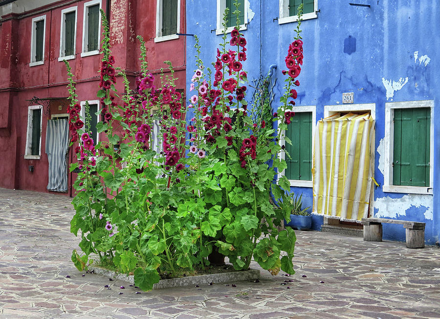Hollyhocks In Burano Photograph by Dave Mills