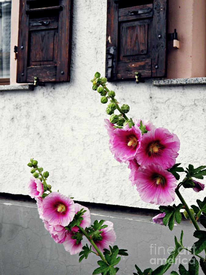 Flower Photograph - Hollyhocks in Schierstein 1 by Sarah Loft