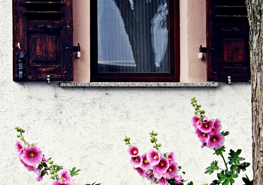 Flower Photograph - Hollyhocks in Schierstein 2 by Sarah Loft