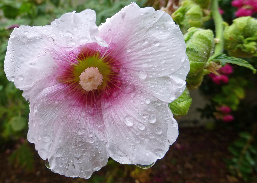 Hollyhocks in the Rain Photograph by Claudia Goodell