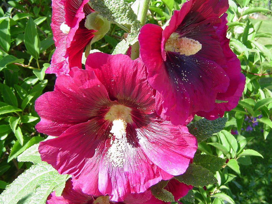 Hollyhocks Photograph by Patty Leclerc - Fine Art America