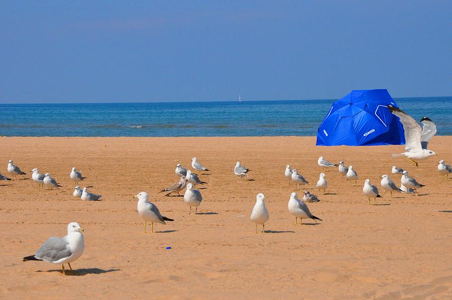 Chicago Photograph - Hollywood Beach Seagulls by Andrew Dinh
