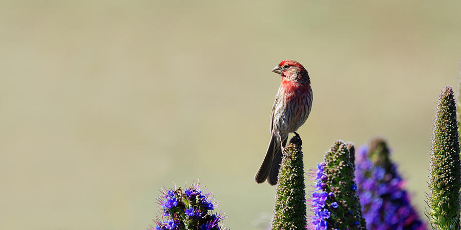 Hollywood Finch -- House Finch in San Simeon, California Photograph by Darin Volpe