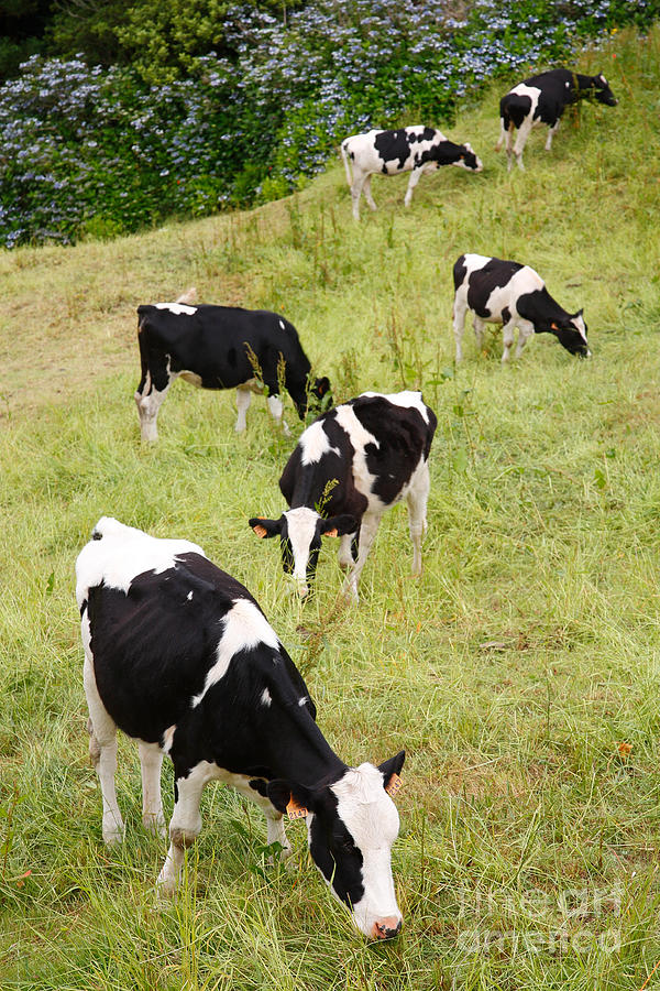 Cow Photograph - Holstein cattle by Gaspar Avila