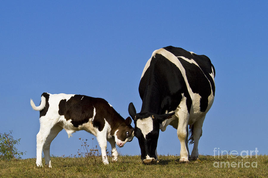 Holstein Cow And Calf Photograph by Jean-Louis Klein & Marie-Luce Hubert