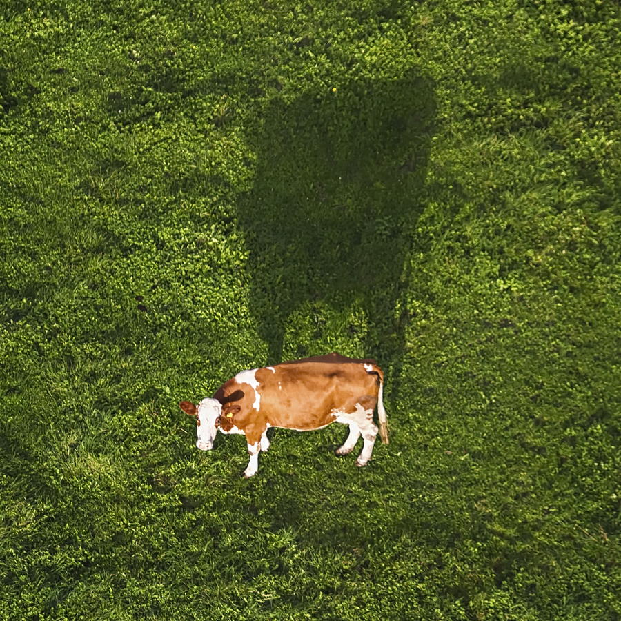 Holstein cow from the sky Photograph by Elenarts - Elena Duvernay photo