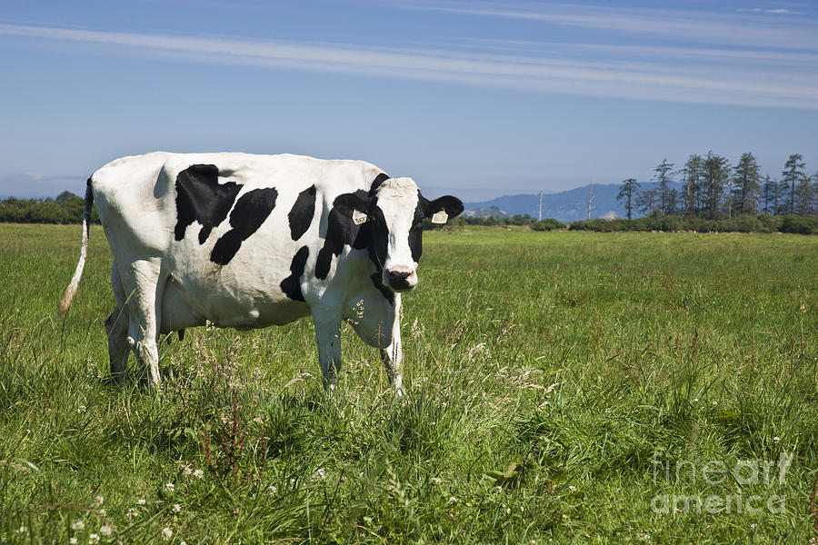 Holstein Cow, Green Field Photograph by Inga Spence