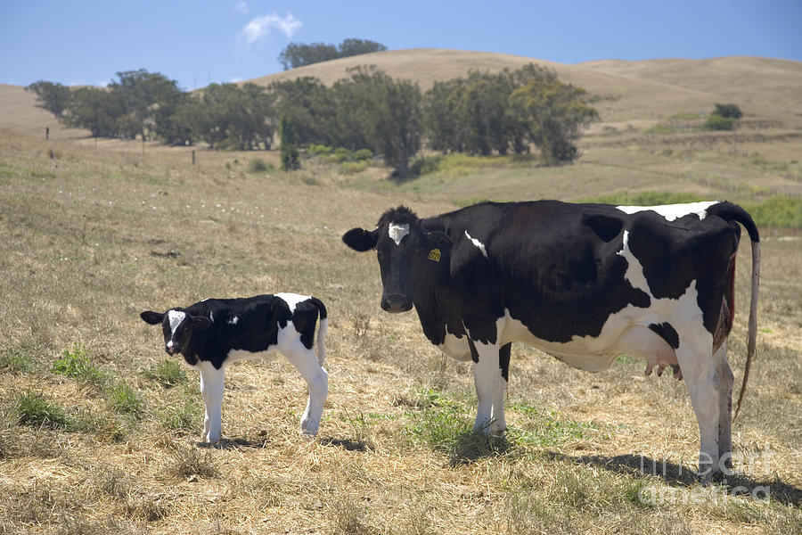 Holstein Cow With Calf Photograph by Inga Spence